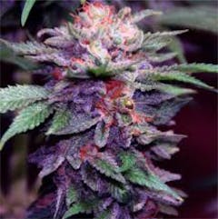 User uploaded image of Granddaddy Purple