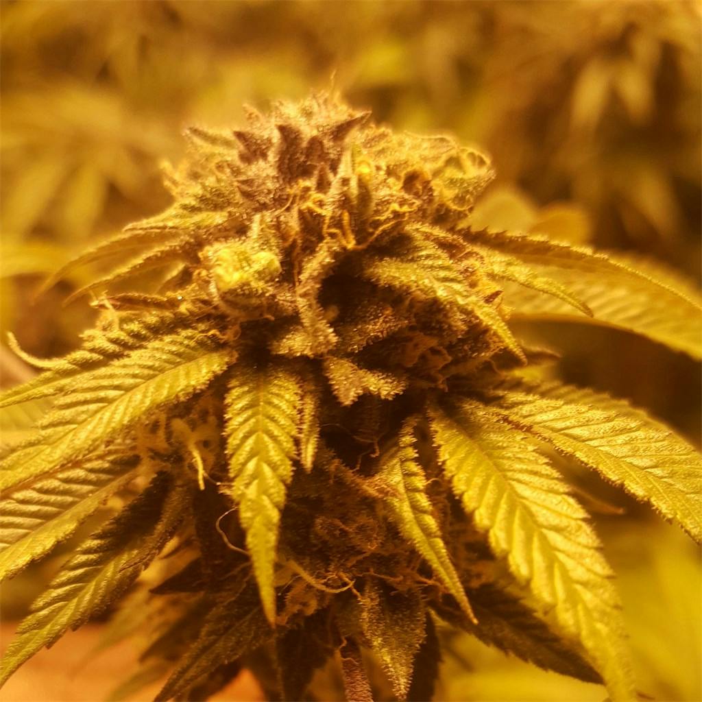 Grape Ape Weed Strain Information Leafly