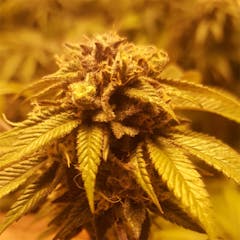 User uploaded image of Grape Ape