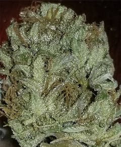 User uploaded image of Grape Ape