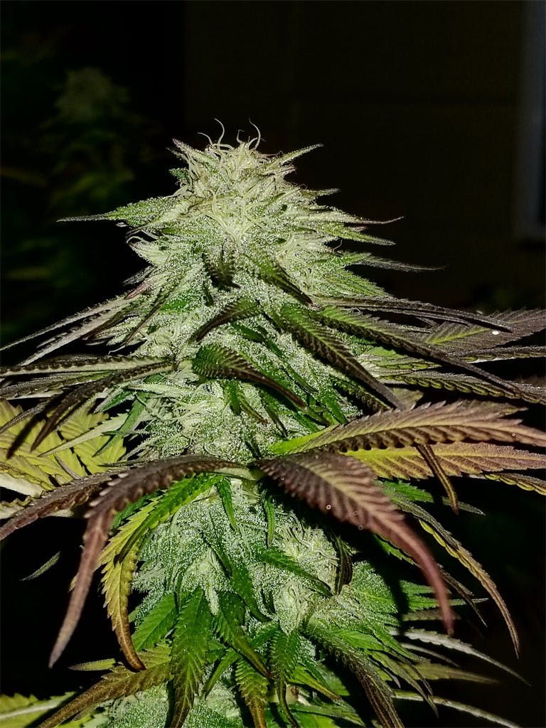 Grape Ape Weed Strain Information Leafly