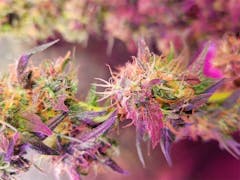 User uploaded image of Grape Ape