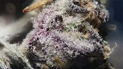 User uploaded image of Grape Cookies