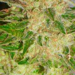 User uploaded image of Grape Krush