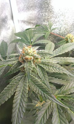 User uploaded image of Grape Inferno