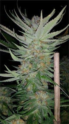 User uploaded image of Grape Krush