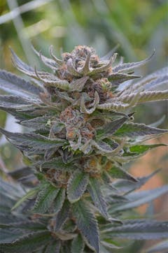 User uploaded image of Grape Krush