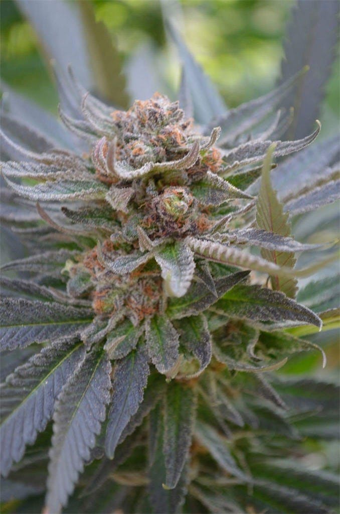 Grape Krush aka Grape Crush, Crushed Grape Weed Strain Information Leafly