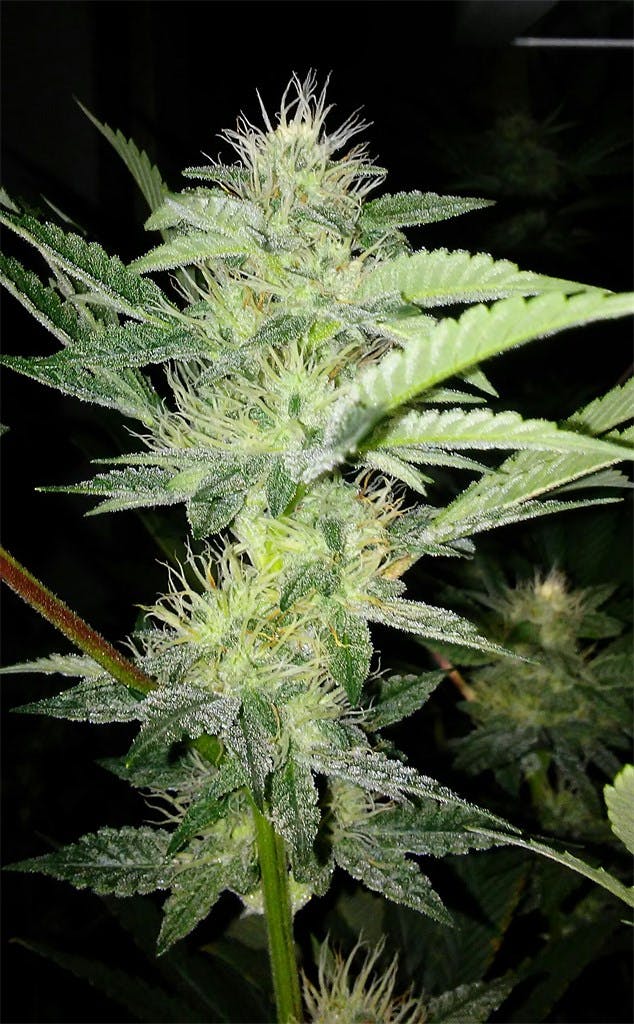 Grape Kush Weed Strain Information Leafly