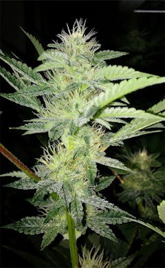 User uploaded image of Grape Kush