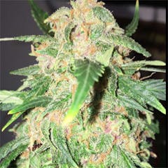 User uploaded image of Grape Kush