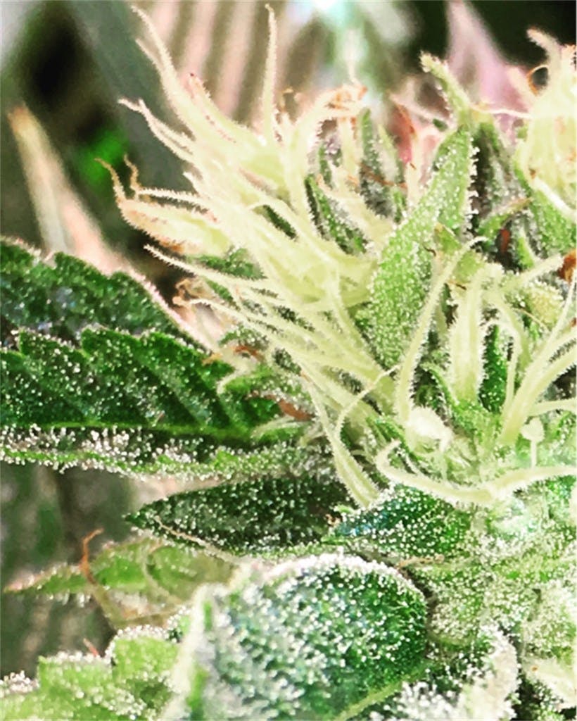 Grape Kush Weed Strain Information Leafly