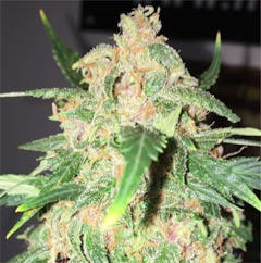 User uploaded image of Grape Kush
