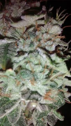 User uploaded image of Grape Kush