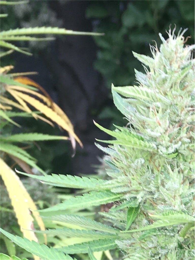 Grape Kush Weed Strain Information Leafly