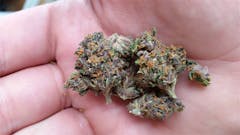 User uploaded image of Grape Skunk