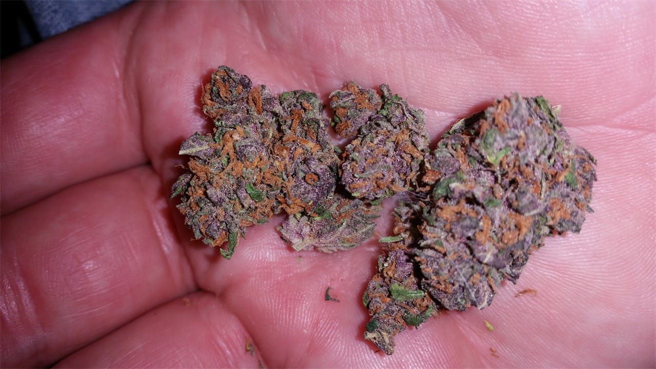 Grape Skunk Weed Strain Information Leafly