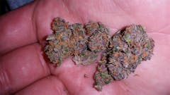 User uploaded image of Grape Skunk