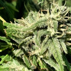 User uploaded image of Grape Skunk