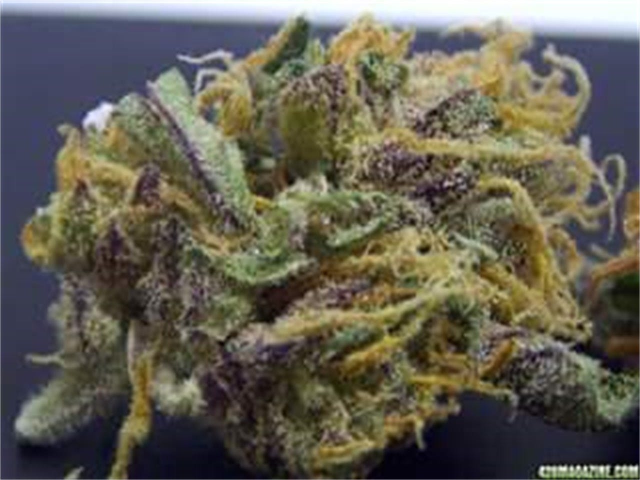 Photos of Grape Skunk Weed Strain Buds Leafly