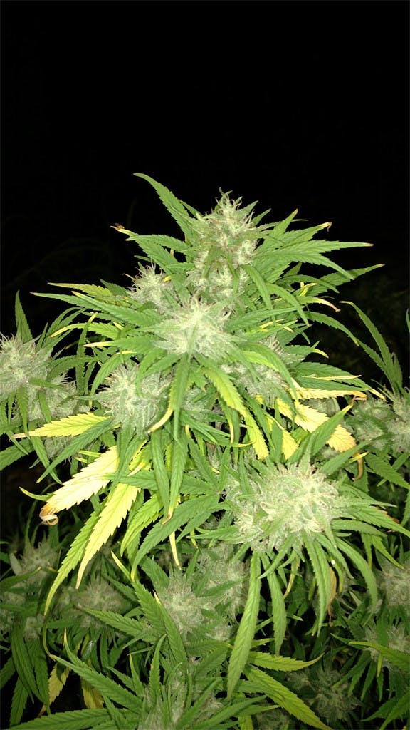 Grape Skunk Marijuana Strain Information Leafly