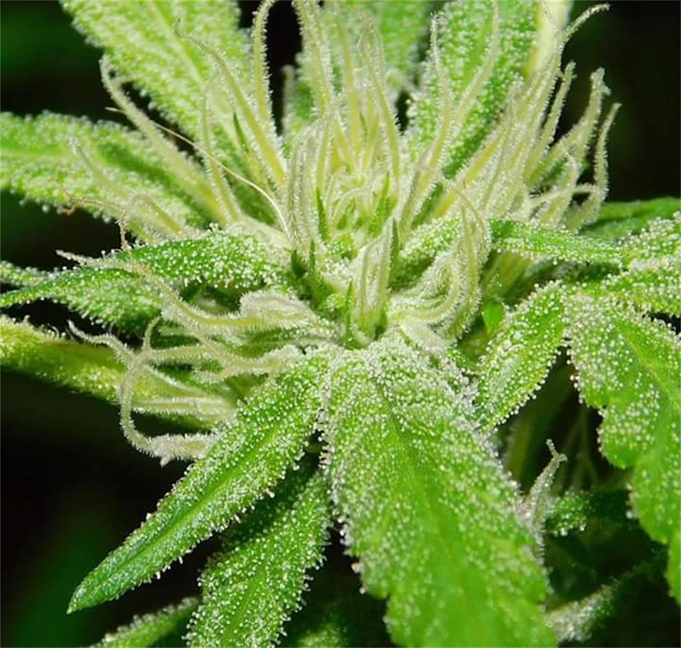 Photos of Sour Grapes Weed Strain Buds Leafly