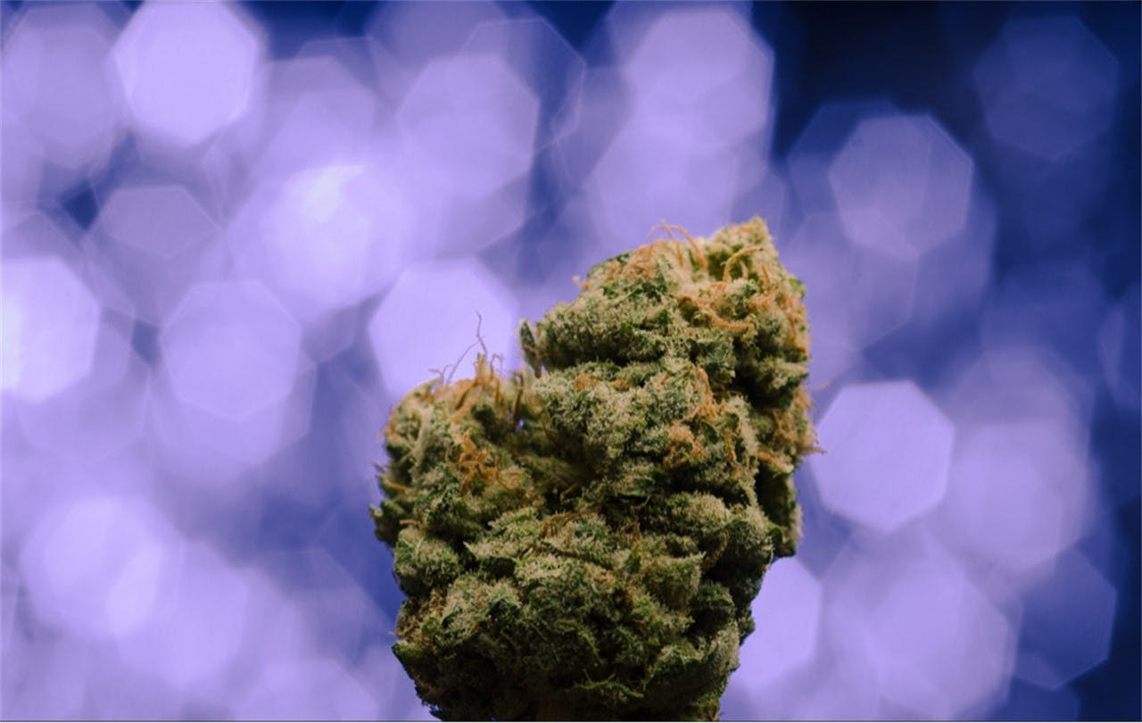 Photos of Sour Grapes Weed Strain Buds Leafly