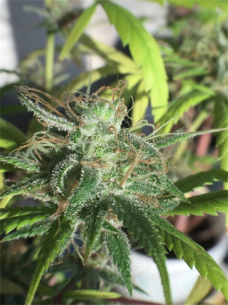 Photos of Sour Grapes Weed Strain Buds Leafly