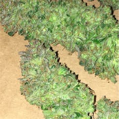 User uploaded image of Grapefruit Diesel
