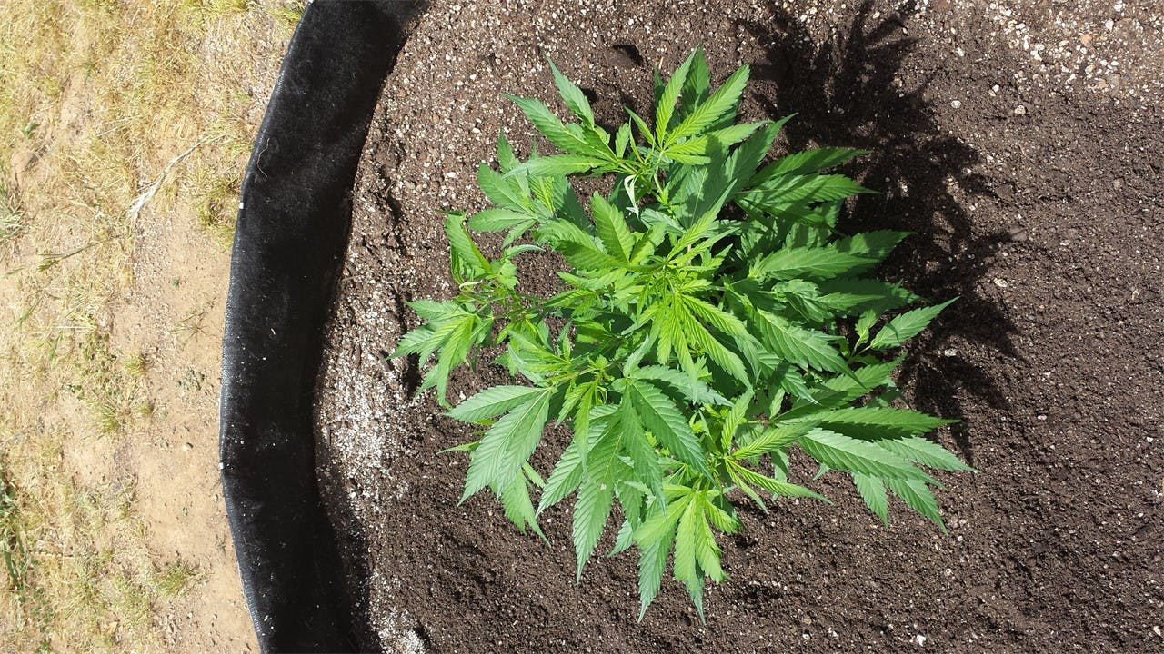 Grapefruit Diesel Weed Strain Information Leafly