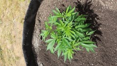 User uploaded image of Grapefruit Diesel