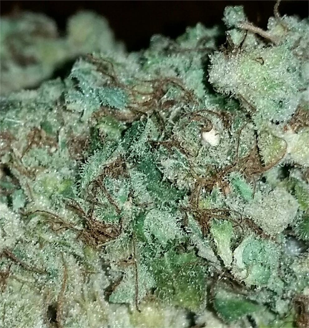 Photos of Grapefruit Diesel Weed Strain Buds Leafly