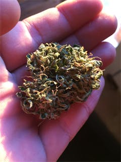 User uploaded image of Grapefruit Haze