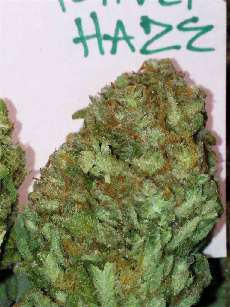 Grapefruit Haze Weed Strain Information Leafly