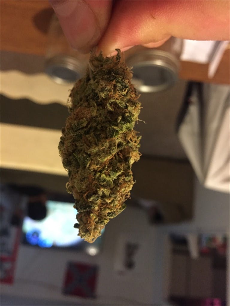 Grapefruit Haze Weed Strain Information Leafly