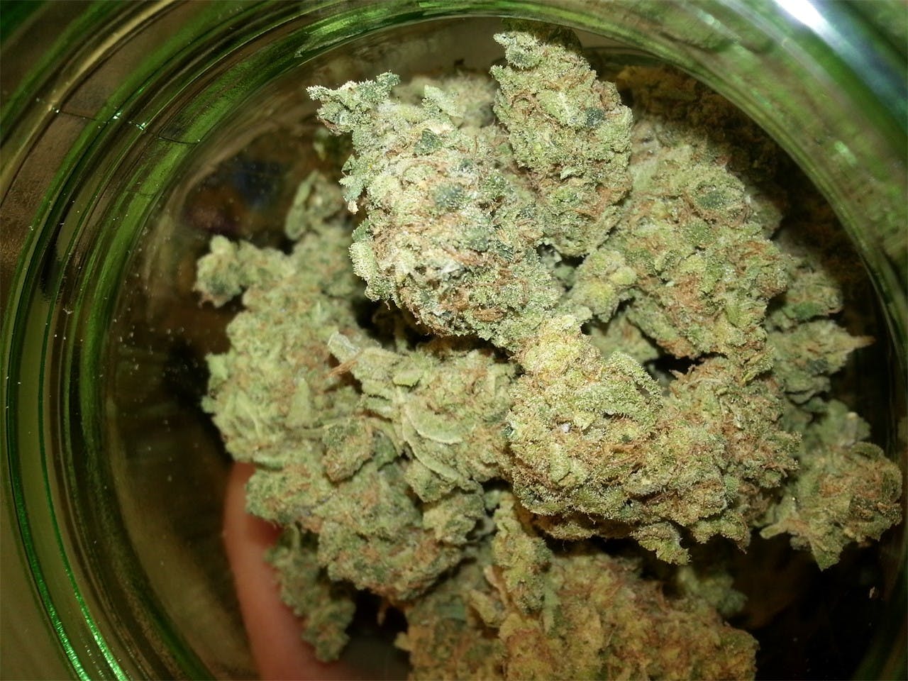 Grapefruit Haze Weed Strain Information Leafly