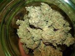 User uploaded image of Grapefruit Haze
