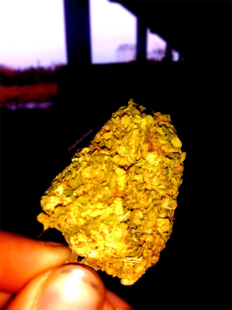 Grapefruit Kush Marijuana Strain Information Leafly