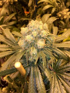User uploaded image of Grapefruit Kush