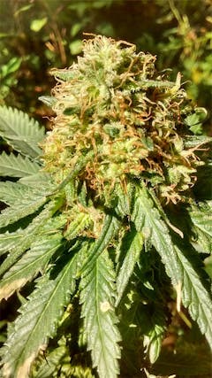 User uploaded image of Grapefruit Kush