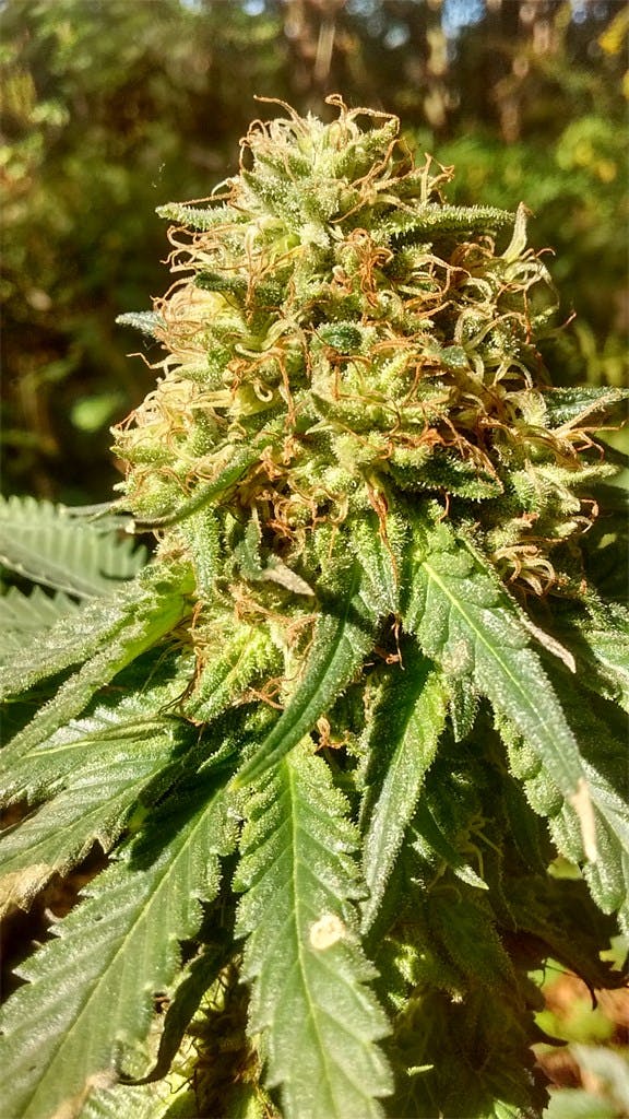 Grapefruit Kush Weed Strain Information Leafly