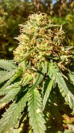 User uploaded image of Grapefruit Kush