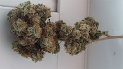 User uploaded image of Grapefruit Kush