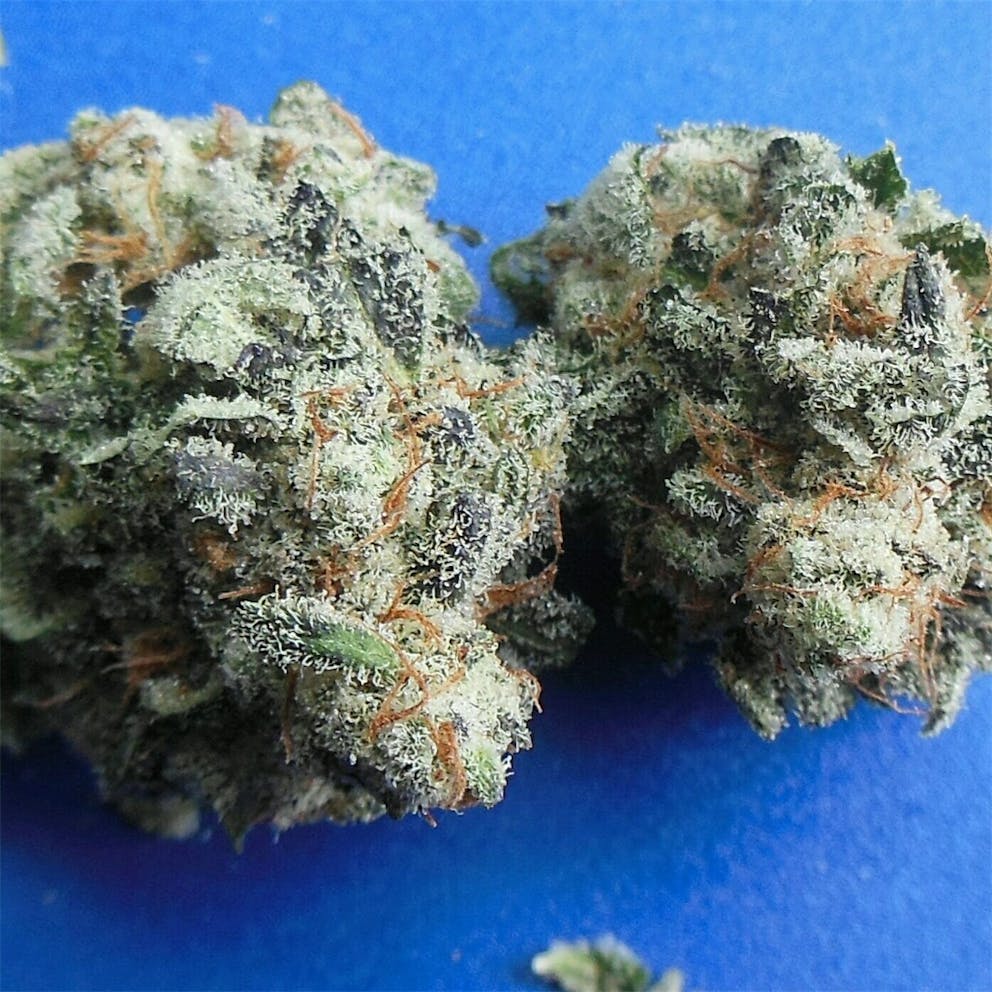 Photos of Grapefruit Weed Strain Buds Leafly