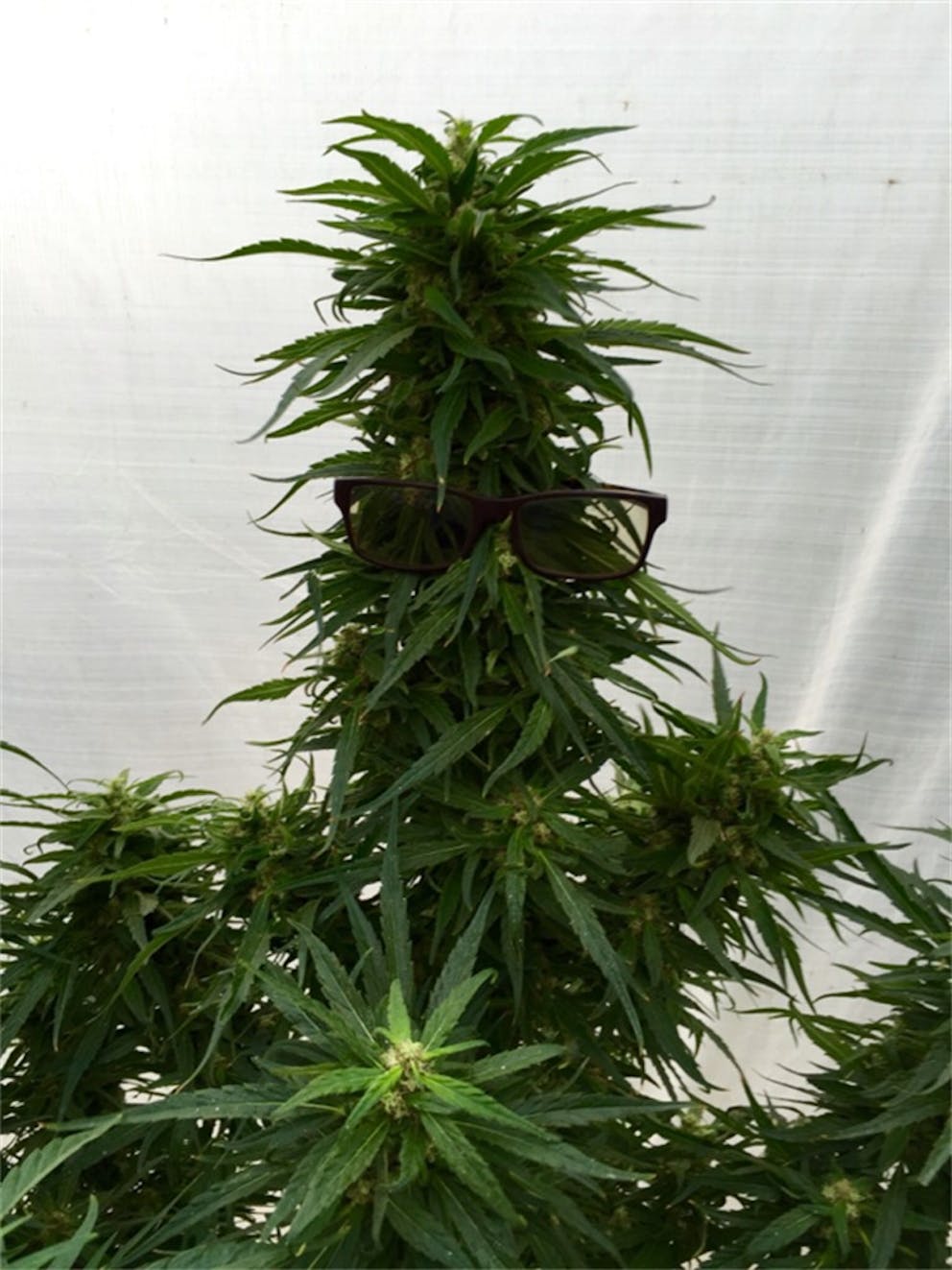 Photos of Grapefruit Weed Strain Buds Leafly