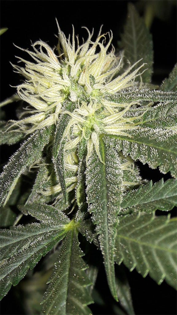 Grapefruit Weed Strain Information Leafly