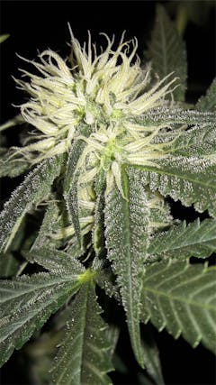 User uploaded image of Grapefruit