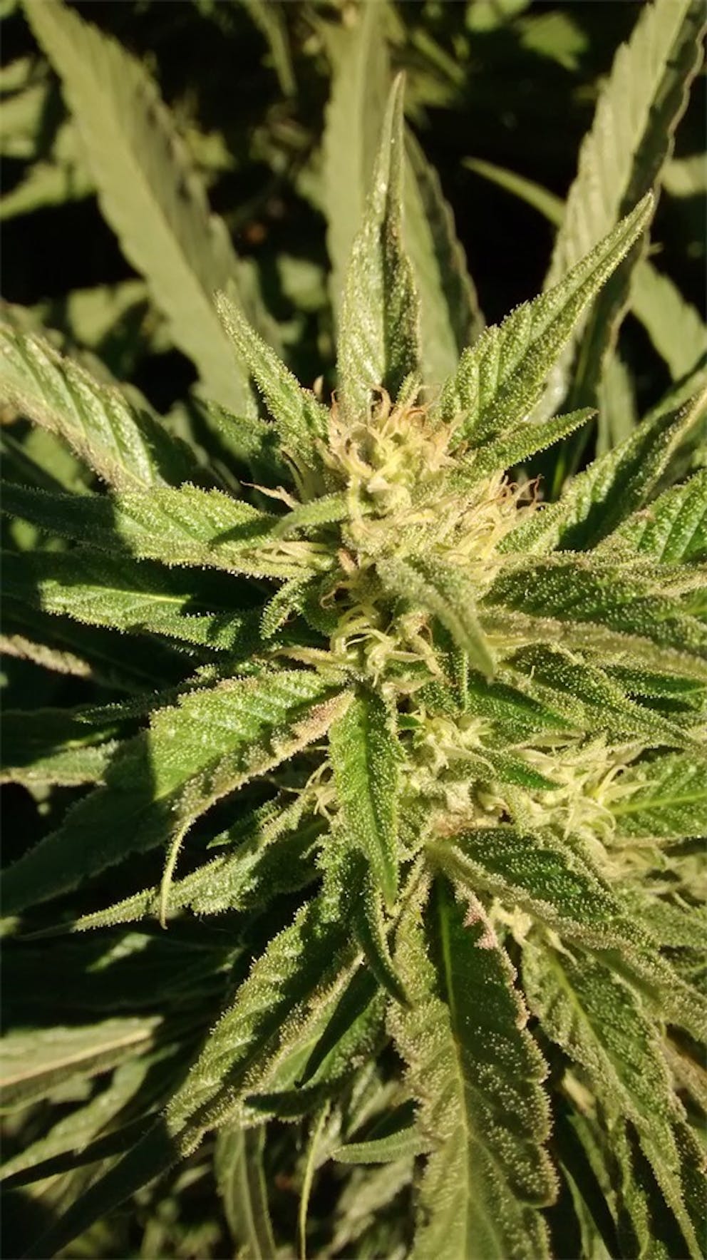 Photos of Grapefruit Weed Strain Buds Leafly