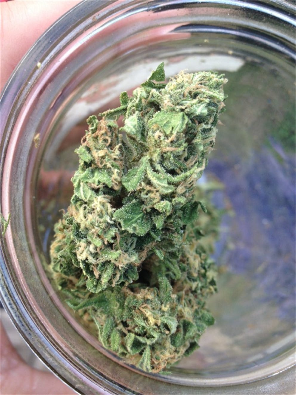 Photos of Grapefruit Weed Strain Buds Leafly