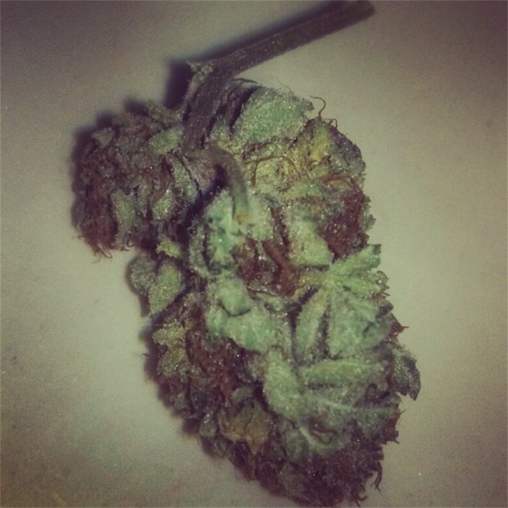 Photos of Grapefruit Weed Strain Buds Leafly